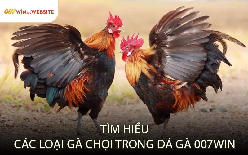 Tìm Hiểu Các Loại Gà Chọi Trong Đá Gà 007WIN