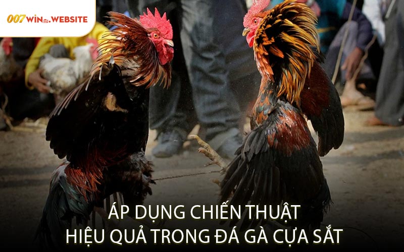 Áp Dụng Chiến Thuật Hiệu Quả Trong Đá Gà Cựa Sắt