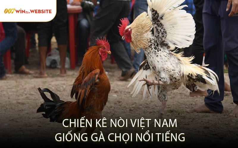 Chiến Kê Nòi Việt Nam – Giống Gà Chọi Nổi Tiếng