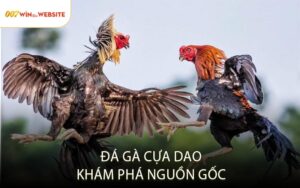 Đá Gà Cựa Dao – Khám Phá Nguồn Gốc