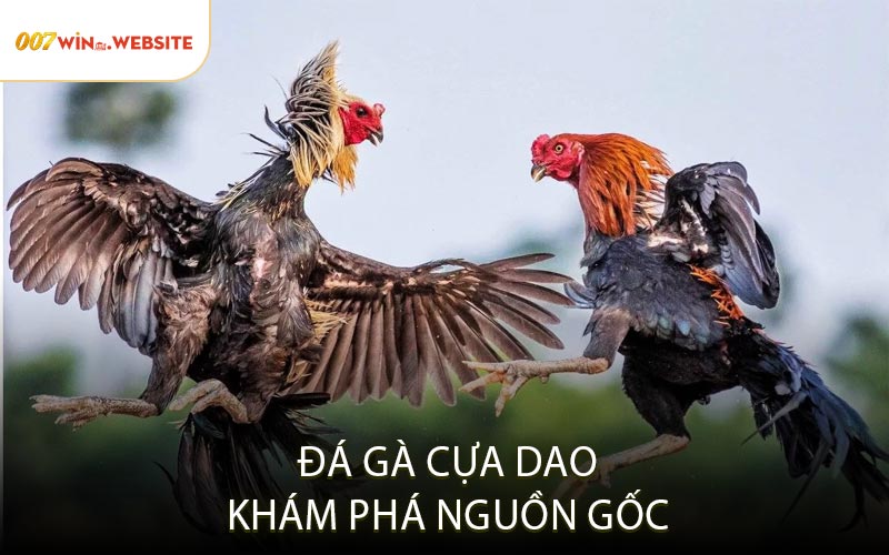 Đá Gà Cựa Dao – Khám Phá Nguồn Gốc